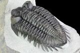 Triple Coltraneia Trilobite Association - Huge Faceted Eyes #87581-6